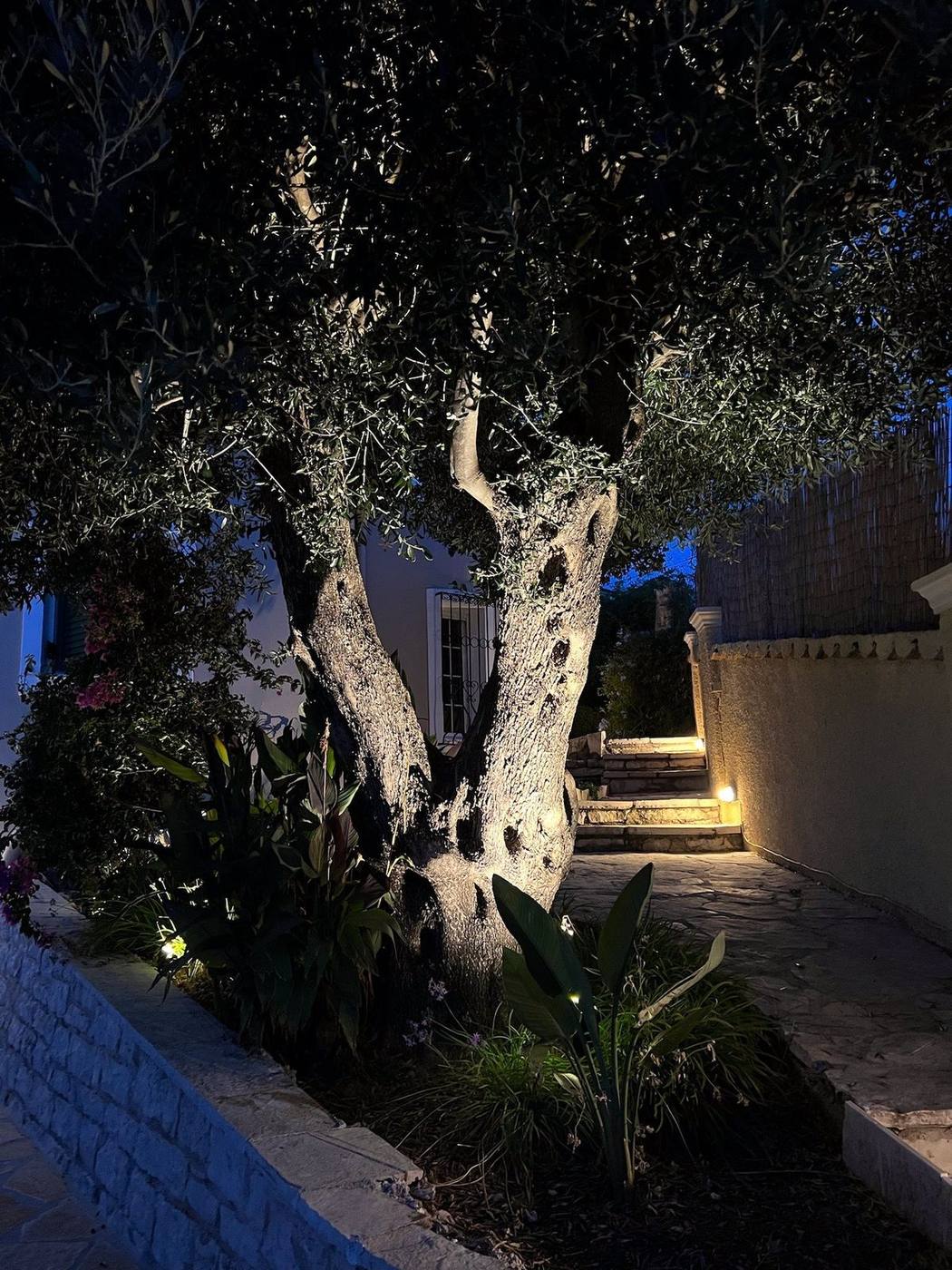 The old olive tree lit up in the garden at night